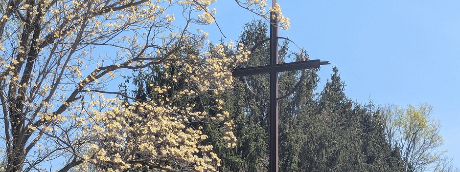 dogwood_cross