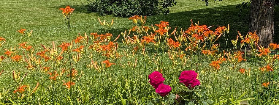 pollenator_garden_jun26