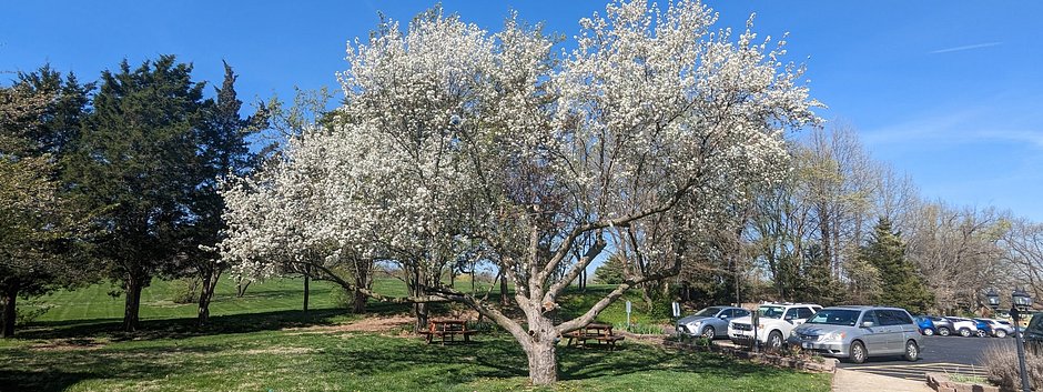 apple_tree